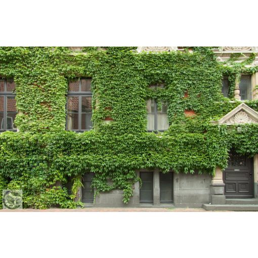 Repkény vadszőlő nyári lombozata