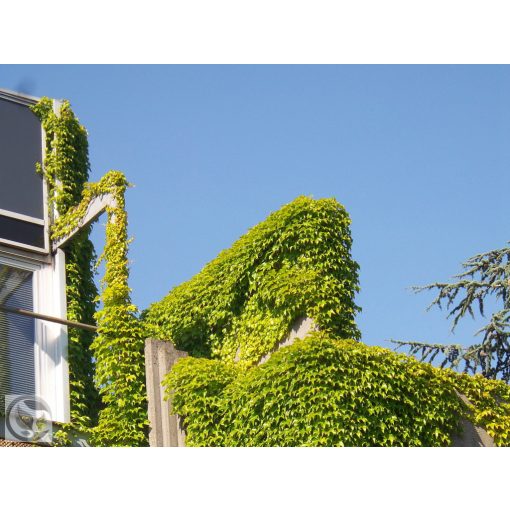 Repkény vadszőlő nyári lombozata