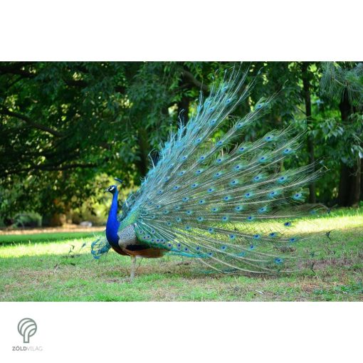 PEACOCK, magyarul páva figura, díszkertben