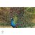 PEACOCK, magyarul páva figura, díszkertben
