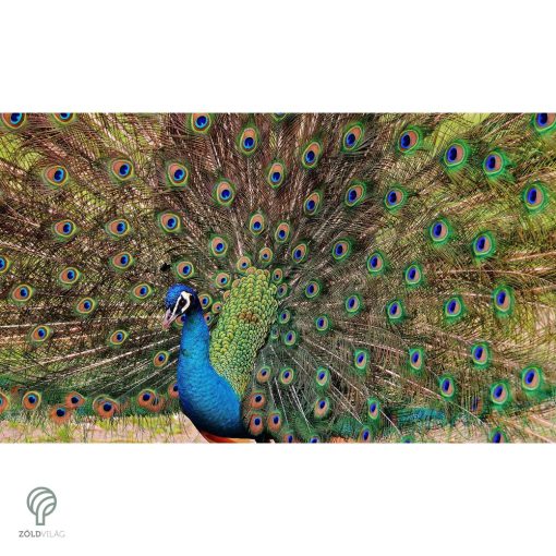 PEACOCK, magyarul páva figura, díszkertben