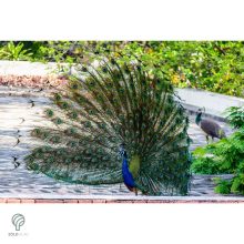 PEACOCK, magyarul páva figura, díszkertben