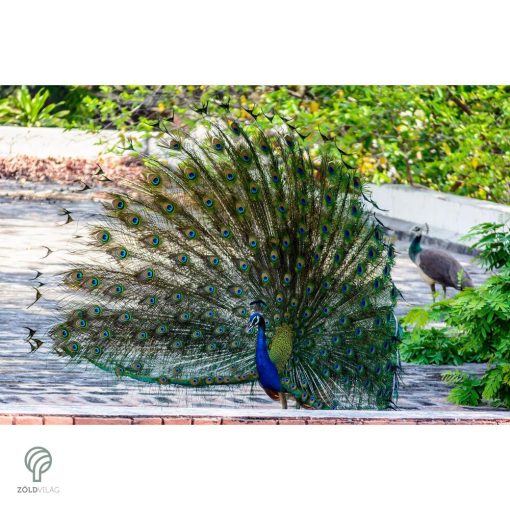PEACOCK, magyarul páva figura, díszkertben
