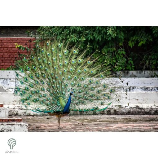 PEACOCK, magyarul páva figura, díszkertben
