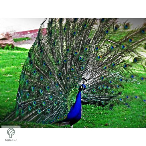 PEACOCK, magyarul páva figura, díszkertben