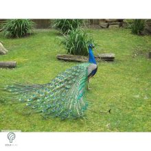 PEACOCK, magyarul páva figura, díszkertben