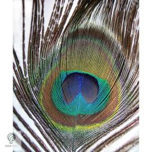 PEACOCK, magyarul páva figura, díszkertben