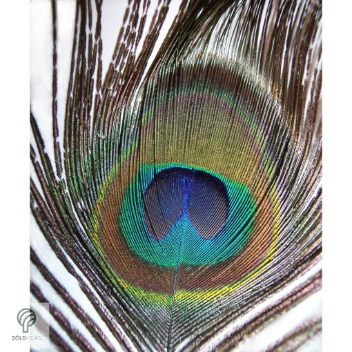 PEACOCK, magyarul páva figura, díszkertben
