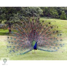 PEACOCK, magyarul páva figura, díszkertben