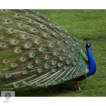 PEACOCK, magyarul páva figura, díszkertben