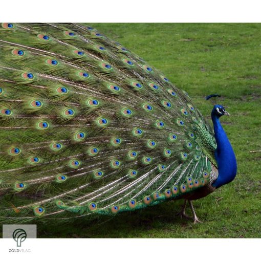 PEACOCK, magyarul páva figura, díszkertben