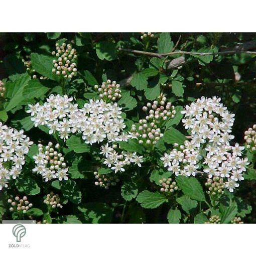 Hólyagvessző virágok