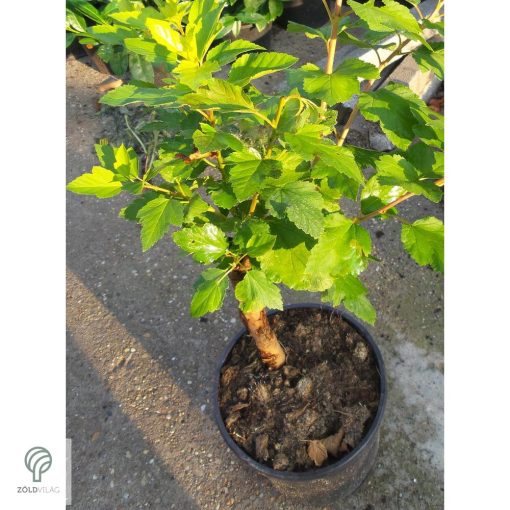 Hólyagvessző virágok