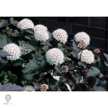 Diabolo vöröslevelű hólyagvessző / Physocarpus opulifolius 'Diabolo'