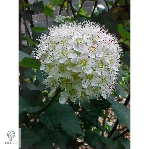 Diabolo vöröslevelű hólyagvessző / Physocarpus opulifolius 'Diabolo'