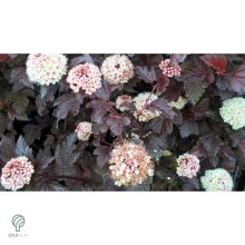 Diabolo vöröslevelű hólyagvessző / Physocarpus opulifolius 'Diabolo'