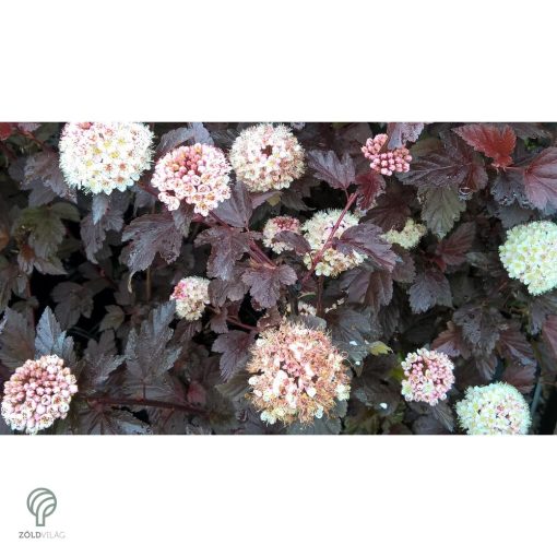 Diabolo vöröslevelű hólyagvessző / Physocarpus opulifolius 'Diabolo'
