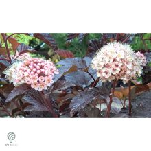 Diabolo vöröslevelű hólyagvessző / Physocarpus opulifolius 'Diabolo'