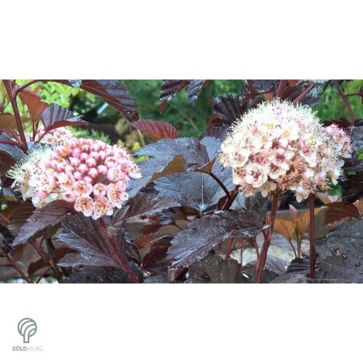 Diabolo vöröslevelű hólyagvessző / Physocarpus opulifolius 'Diabolo'
