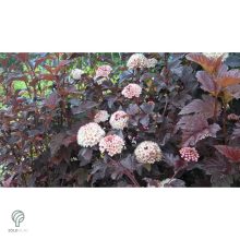 Diabolo vöröslevelű hólyagvessző / Physocarpus opulifolius 'Diabolo'