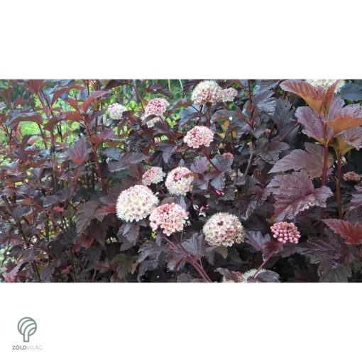 Diabolo vöröslevelű hólyagvessző / Physocarpus opulifolius 'Diabolo'