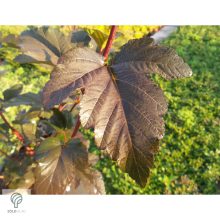 Diabolo vöröslevelű hólyagvessző / Physocarpus opulifolius 'Diabolo'