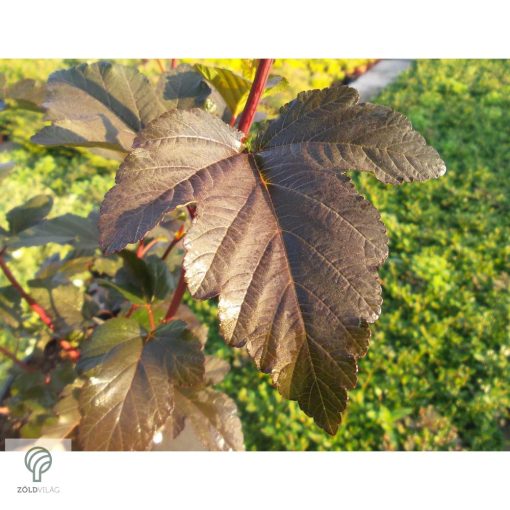 Diabolo vöröslevelű hólyagvessző / Physocarpus opulifolius 'Diabolo'