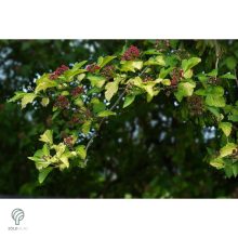 Luteus sárga levelű hólyagvessző virágzása