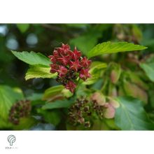 Luteus sárga levelű hólyagvessző virágzása