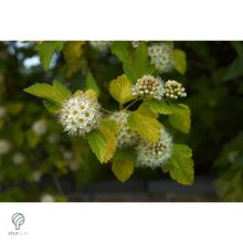 Luteus sárga levelű hólyagvessző virágzása