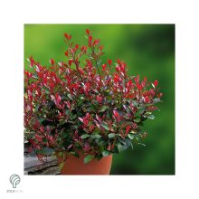 Little Red Robin korallberkenye konténerben