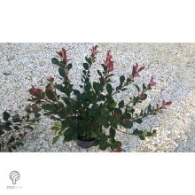 Little Red Robin korallberkenye konténerben