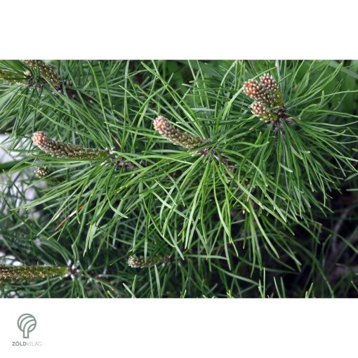 Havasi törpefenyő tavaszihajtása