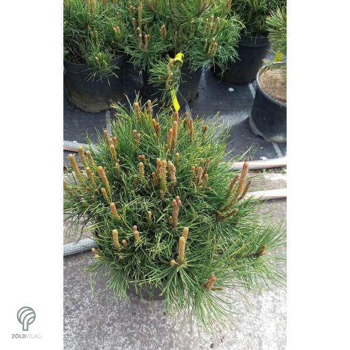 Havasi törpefenyő konténerben