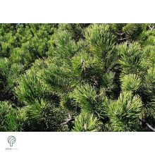 Havasi törpefenyő csoportban