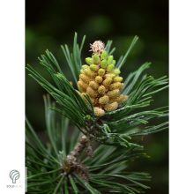 Havasi törpefenyő nyitvatermő