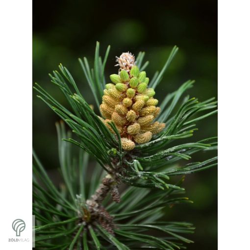 Havasi törpefenyő nyitvatermő