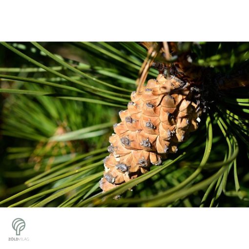 Havasi törpefenyő toboza