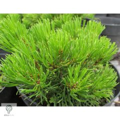 Pumilio törpefenyő habitusa