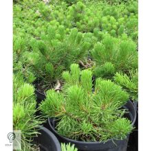 Pumilio törpefenyő habitusa