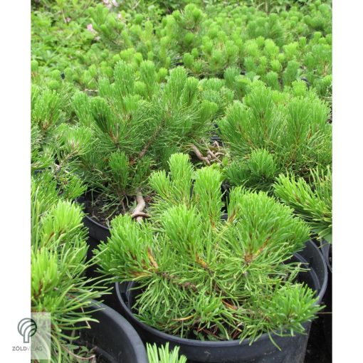 Pumilio törpefenyő habitusa