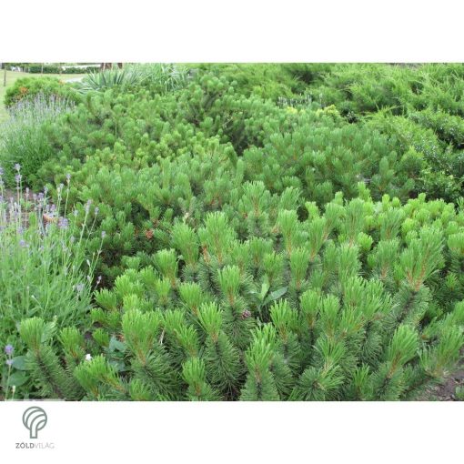 Pumilio törpefenyő habitusa