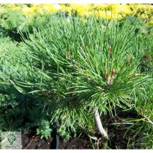 Pumilio törpefenyő habitusa