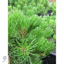 Pumilio törpefenyő habitusa