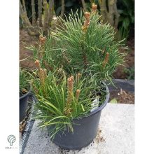 Pumilio törpefenyő habitusa