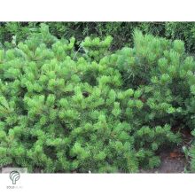 Pumilio törpefenyő habitusa