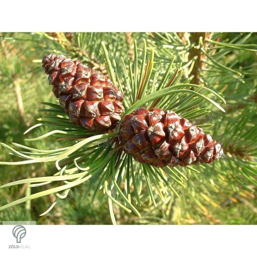 Pumilio törpefenyő habitusa