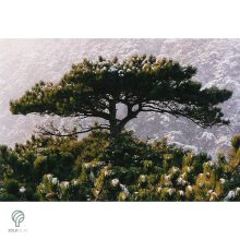 Feketefenyő megjelenése