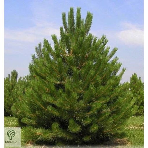 Osztrák feketefenyő csemete