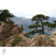 Feketefenyő megjelenése